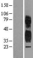 Human TSPAN1 / TM4SF Protein (Over-Expression Lysate Myc-DDK (Flag))