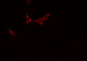 NTRK2 / TRKB Antibody