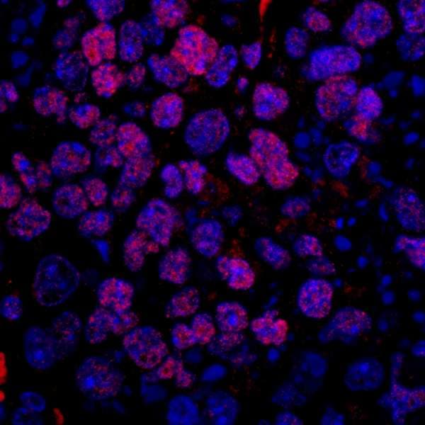 SRSF10 / FUSIP1 Antibody (aa133-183)