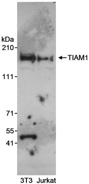 TIAM1 Antibody (aa1550-C-term)