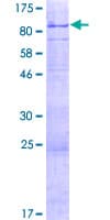 Human GJA10 / CX62 / Connexin 62 Protein (Recombinant GST)