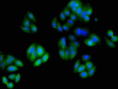 TUBA3C / Tubulin Alpha 3C Antibody