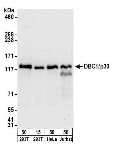 PHAX Antibody (aa344-394)