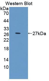CD95 / FAS Antibody (aa37-274, PE)