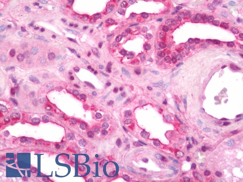 IHC-plus™ VDAC1 / PORIN Antibody