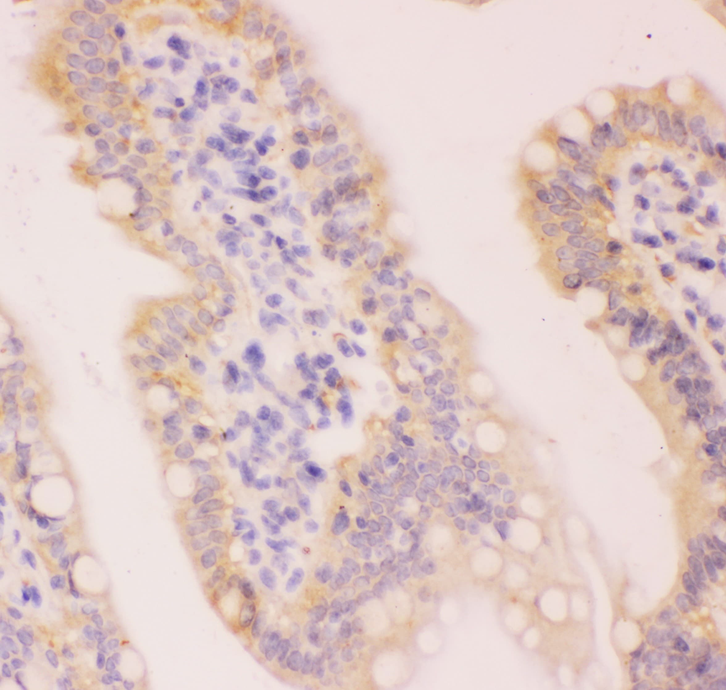 MCL1 / MCL 1 Antibody (aa1-350)