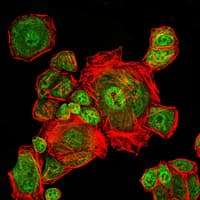 CDK1 / CDC2 Antibody (clone 2G9)