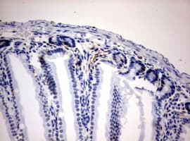 BrdU Antibody (clone 4G7)