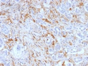 Ferritin Antibody (clone FTL/1388, Azide-free, BSA-free)