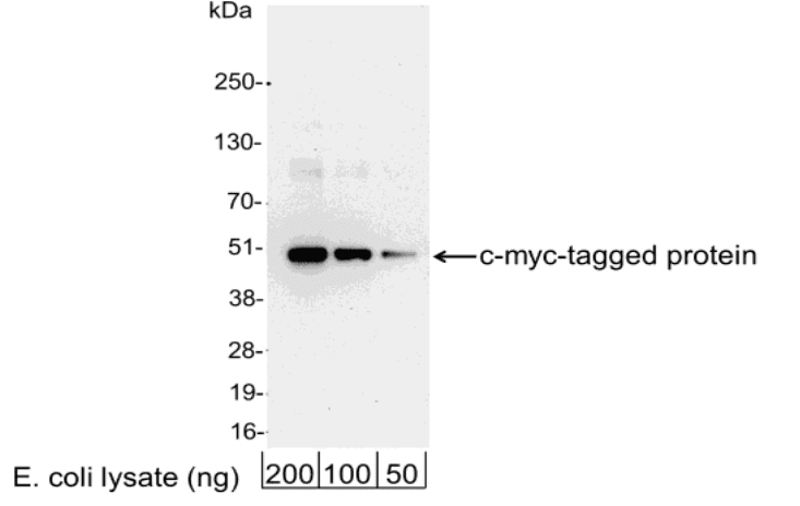 Polyclonal Goat Myc Tag Antibody (aa410-419, WB)