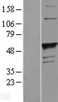 Human FUT1 / HSC Protein (Over-Expression Lysate Myc-DDK (Flag))