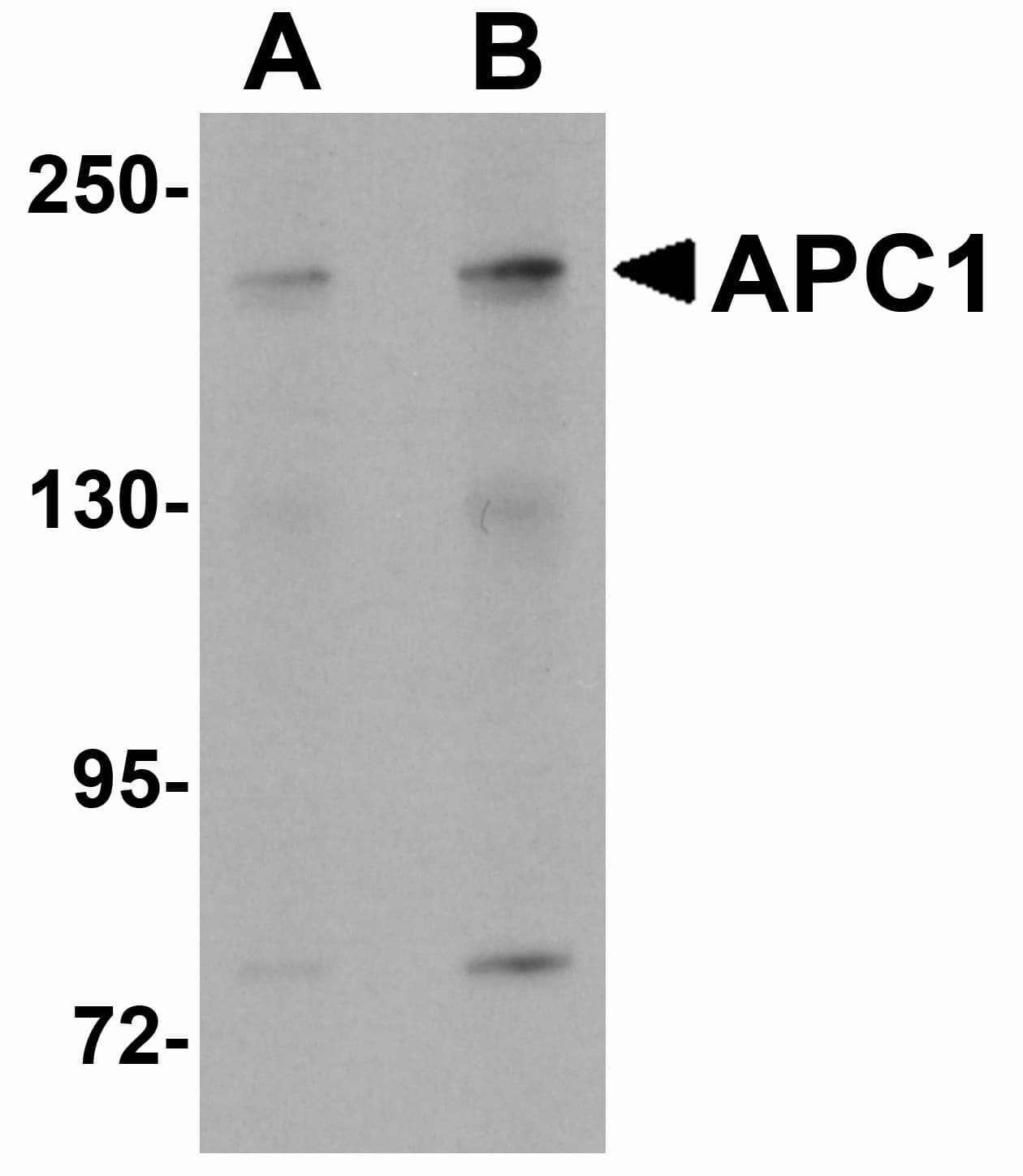 IHC-plus™ ANAPC1 / APC1 Antibody