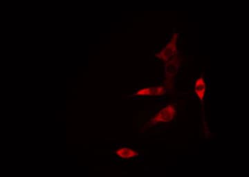 CLDN6 / Claudin 6 Antibody