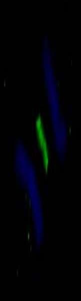 Polyclonal Rabbit anti-Human PLK1 / PLK-1 Antibody (aa325-375, IF)