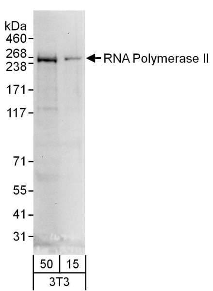 POLR2A / RNA polymerase II Antibody (C-Terminus)