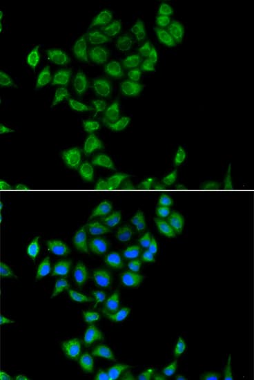 COQ3 Antibody