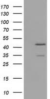 TTL Antibody (clone OTI3G5)