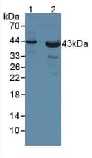 PVR / CD155 Antibody (aa56-309)