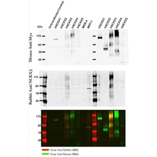 Polyclonal Rabbit anti-Human SLC24A3 / NCKX3 Antibody (330-410 aa, Internal, WB)