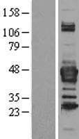 SEPT3 / Septin 3 Protein (Over-Expression Lysate Myc-DDK (Flag))