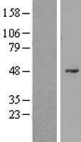 DNAH6 Protein (Over-Expression Lysate Myc-DDK (Flag))