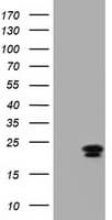 EFNA2 / Ephrin A2 Antibody (clone OTI2D6, Carrier-free)