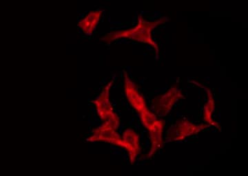 SLC24A1 / NCKX Antibody