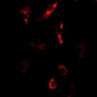 NOL3 / ARC Antibody