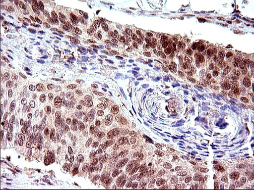 NDN / Necdin Antibody (clone OTI5D1)