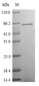 Cow SV2A / SV Protein (Recombinant 6His, N-terminus + Myc, C-terminus)