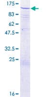 Human CUL3 / Cullin 3 Protein (Recombinant GST)