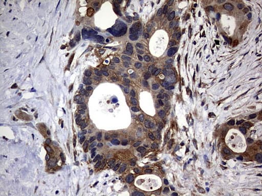 DDIT3 / CHOP Antibody (clone OTI2D3)