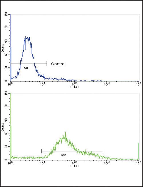 CD71 / Transferrin Receptor Antibody (aa649-677)