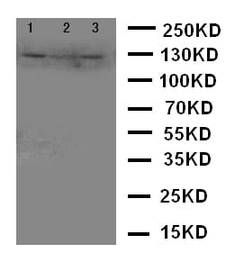 CD144 / CDH5 / VE Cadherin Antibody (aa766-784)