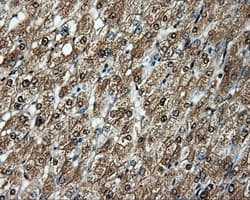 Monoclonal Mouse anti-Human APP / Beta Amyloid Precursor Antibody (clone OTI9E2, IHC, IF, WB)