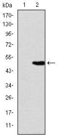 KIF22 / OBP Antibody (clone 1000)
