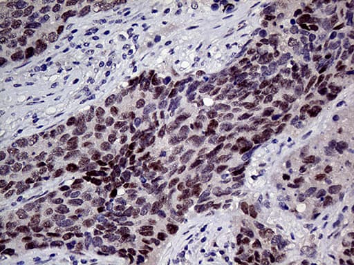 TCF12 / HEB Antibody (clone OTI4A7, Carrier-free)