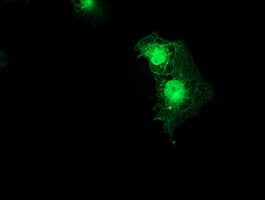 SMS / Spermine Synthase Antibody (clone OTI2H1, Carrier-free)
