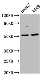 Polyclonal Rabbit anti-Human CPOX Antibody (IF, WB)
