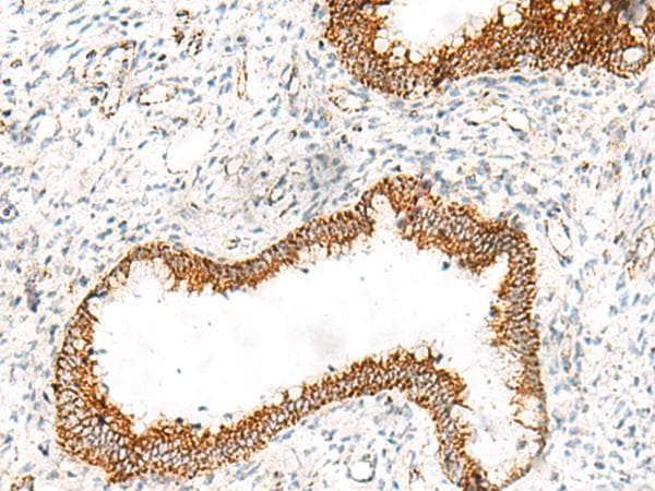 ORC4L / ORC4 Antibody