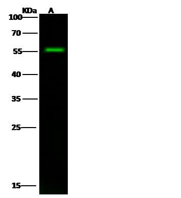 SMAD9 Antibody (Preservative Free)