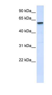 TRIM41 Antibody (C-Terminus)