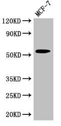 CYP51A1 / CYP51 Antibody