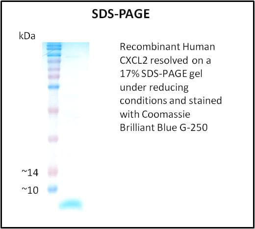Human MIP2 / GRO2 / CXCL2 Protein (Recombinant)