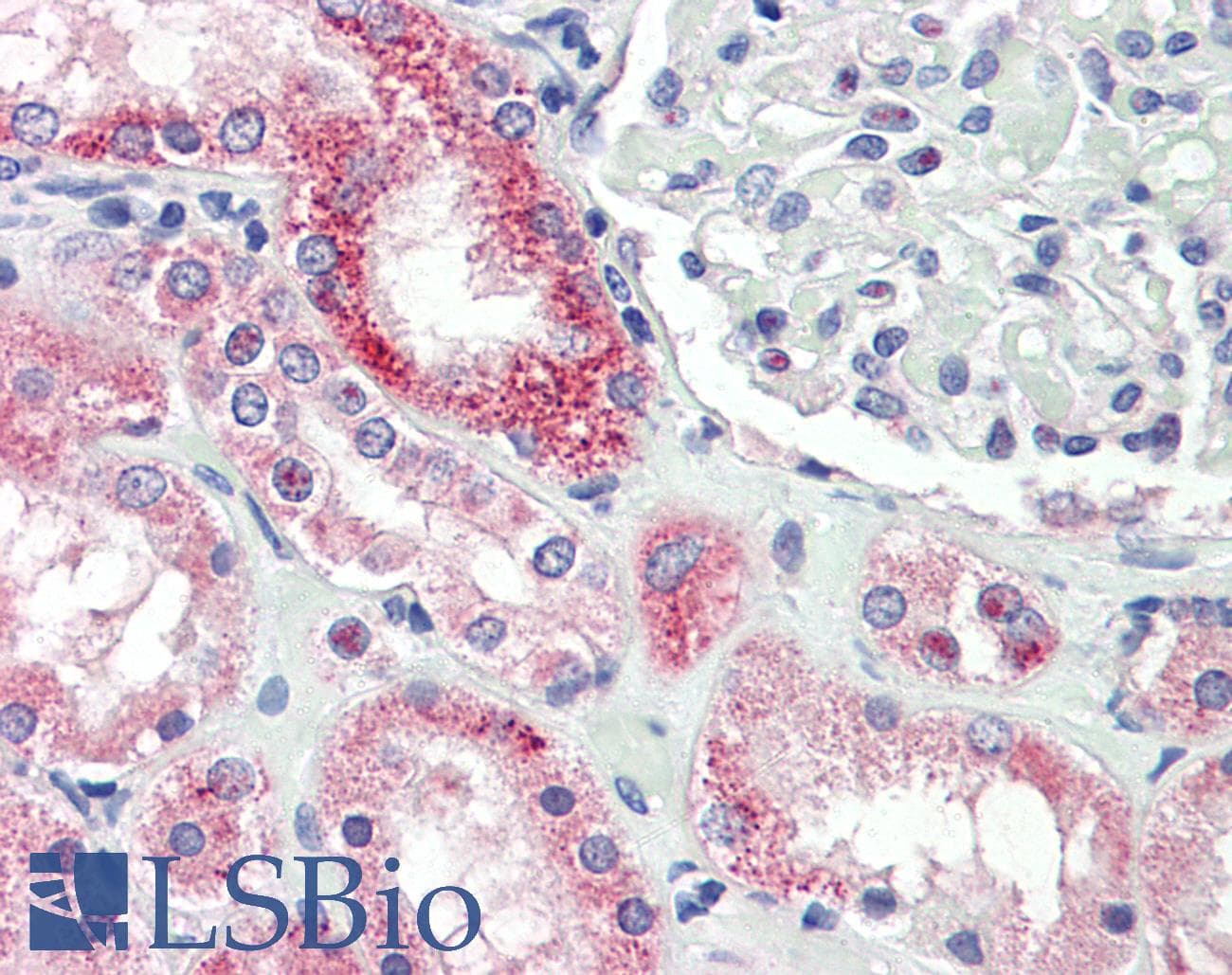 NOX4 Antibody (aa100-200, DY488)