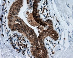 HMRF1L / MTRF1L Antibody (clone OTI1B3, Carrier-free)