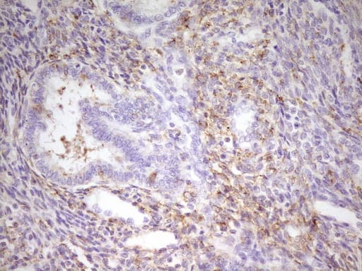 Monoclonal Mouse anti-Human MED15 / ARC105 Antibody (clone OTI1H5, aa393-679, IHC, WB)