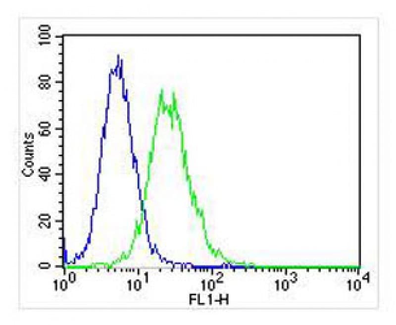 MGMT Antibody (clone 1527CT158.87.44)
