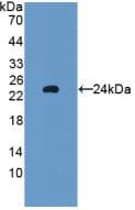 GPX5 Antibody (aa22-221, PE)