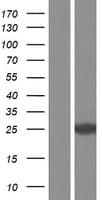 RAB3B Protein (Over-Expression Lysate Myc-DDK (Flag))